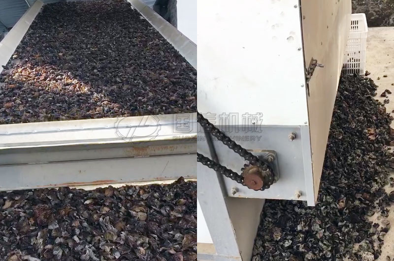 網帶式烘干機烘干黑木耳