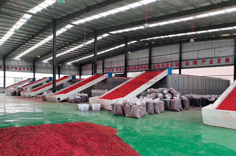 貴州網(wǎng)帶式辣椒烘干機(jī)用戶(hù)示范點(diǎn)烘干加工辣椒案例圖片